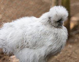 Poule Soie Barbu Gris Perle