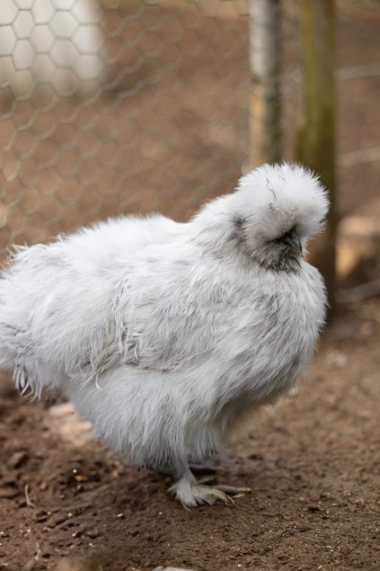 Poule Soie Barbu Gris Perle