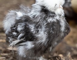 Poule Soie Barbu Noir Caillouté Blanc