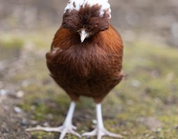 Hollandaise Huppée Rouge