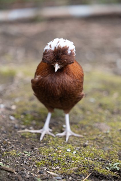 Hollandaise Huppée Rouge