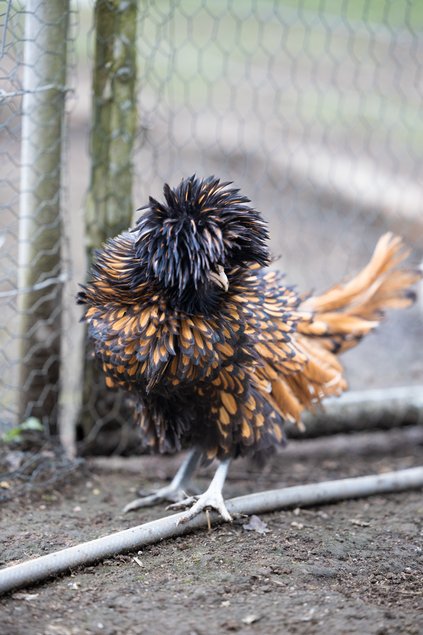 Padoue Naine doré liseré noir frisé