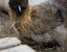 Poule Soie Barbu Perdrix Doré