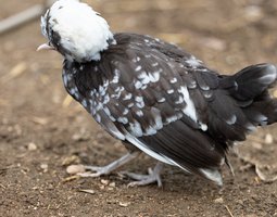 Hollandaise Huppée Dun caillouté blanc