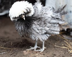 Hollandaise Huppée bleu frisée