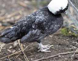 Hollandaise Huppée Bleu