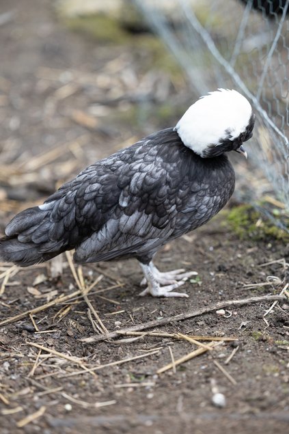 Hollandaise Huppée Bleu