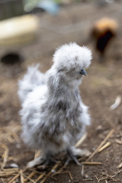 Poule Soie Barbu Splash