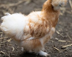 Poule Soie Barbu Blanc Panaché Rouge
