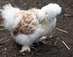 Poule Soie Barbu froment