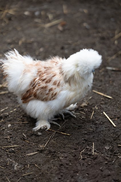 Poule Soie Barbu froment