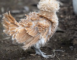 Padoue Naine Chamois liseré blanc frisée