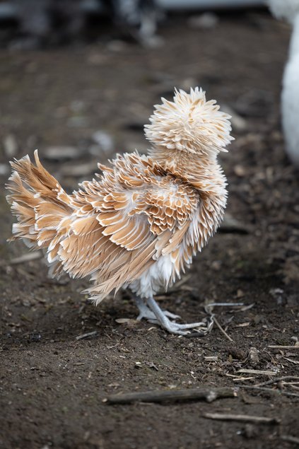 Padoue Naine Chamois liseré blanc frisée
