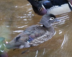 Canard Carolin femelle