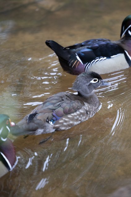 Canard Carolin femelle