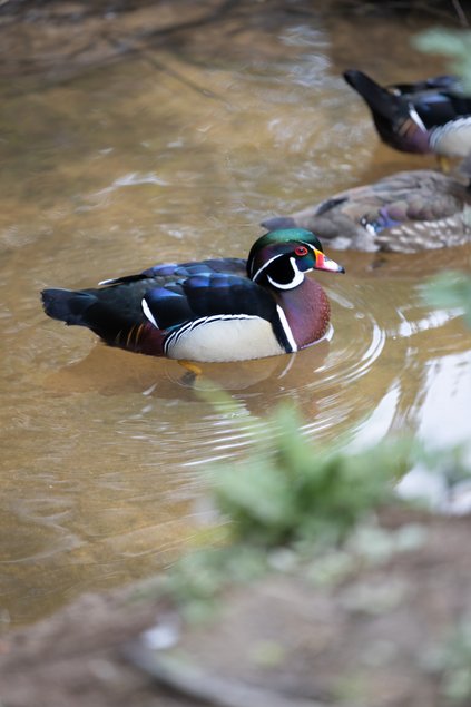 Canard Carolin mâle