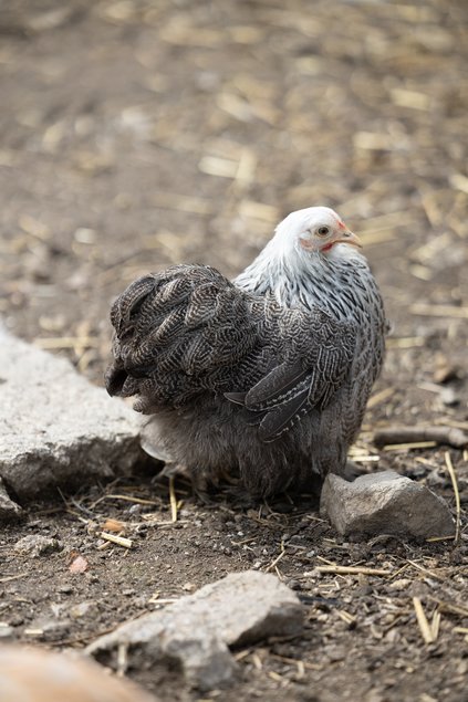 Pékin Perdrix argenté