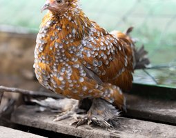 Sabelpoot Mille-Fleurs Rouge doré