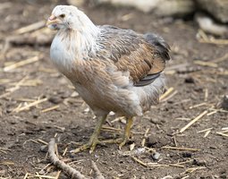 Araucana Grande Race Saumon argenté