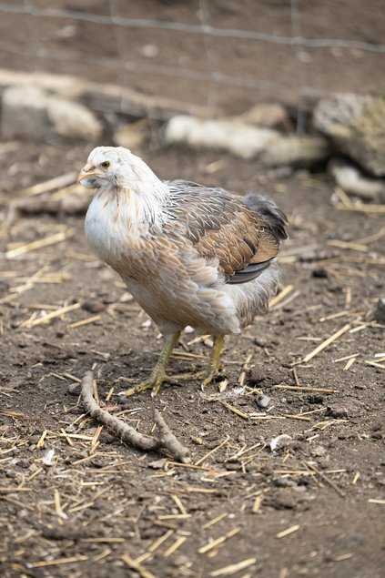 Araucana Grande Race Saumon argenté