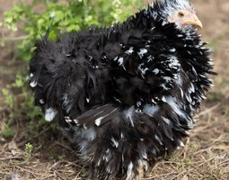 Pékin noir caillouté blanc frisé