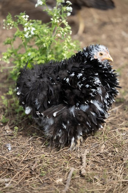 Pékin noir caillouté blanc frisé