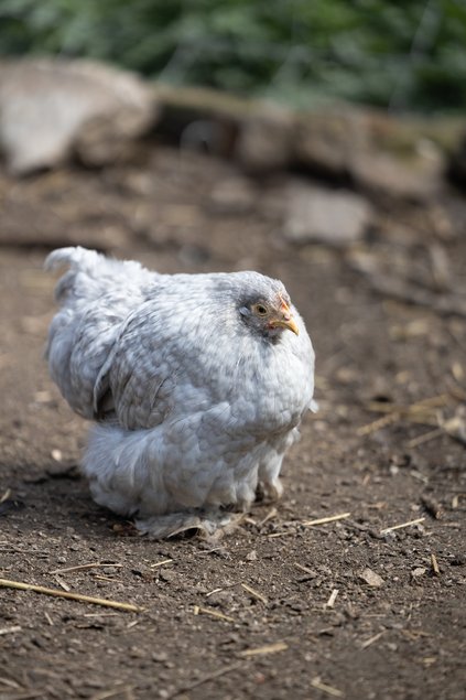 Pékin Coucou Gris Perle