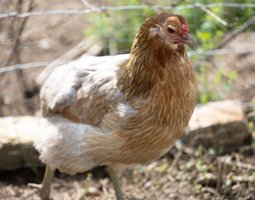 Araucana Grande Race Saumon bleu doré