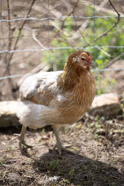 Araucana Grande Race Saumon bleu doré