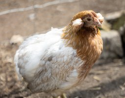 Araucana Grande Race Saumon blanc doré