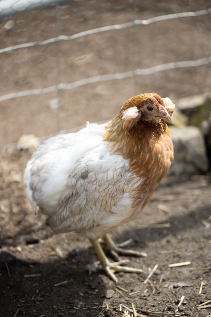 Araucana Grande Race Saumon blanc doré