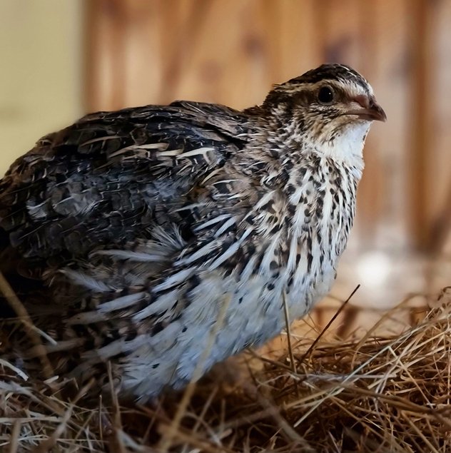 Cailles du Japon coloris Pharaon (sauvage)