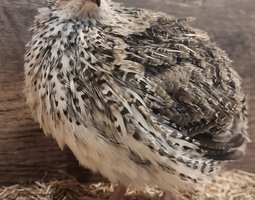 Cailles du Japon coloris Pharaon (sauvage)