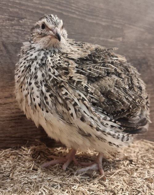 Cailles du Japon coloris Pharaon (sauvage)