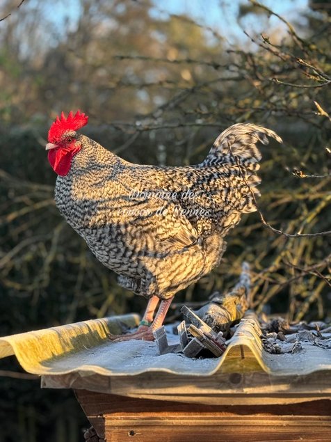 Oeufs fécondés de Coucou de Rennes pure race