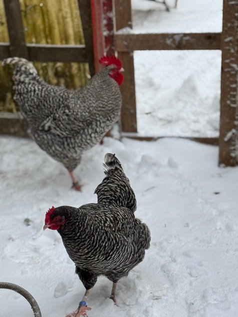 Oeufs fécondés de Coucou de Rennes pure race