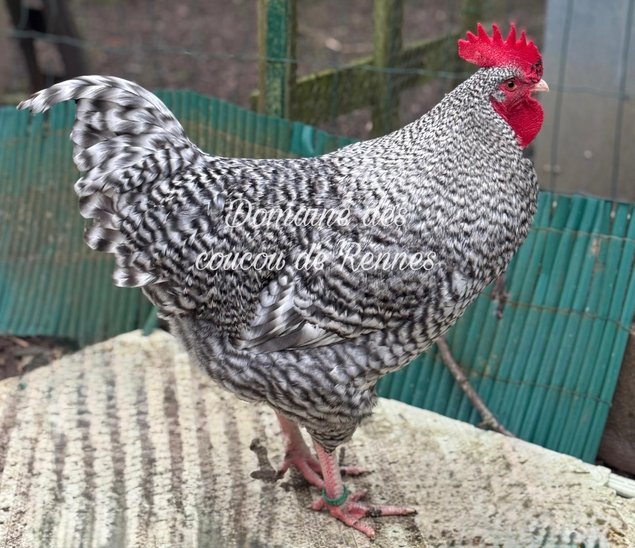 Oeufs fécondés de Coucou de Rennes pure race