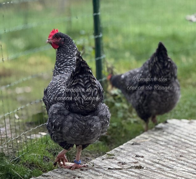 Oeufs fécondés de Coucou de Rennes pure race