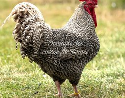 Oeufs fécondés de Coucou de Rennes pure race