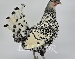 Appenzelloise Huppée argenté pointé noir