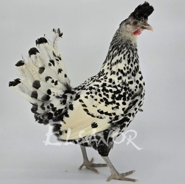 Appenzelloise Huppée argenté pointé noir