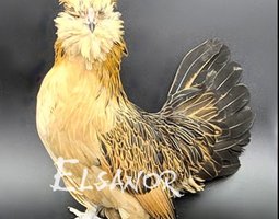 Barbu de Watermaël Caille