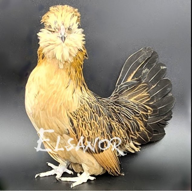 Barbu de Watermaël Caille