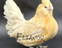 Barbu de Watermaël Caille blanc