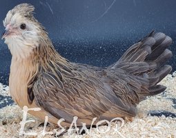 Barbu de Watermaël Caille bleu