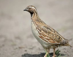 Caille des blés