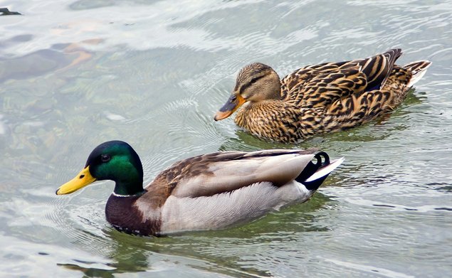 Colvert & chanteuse
