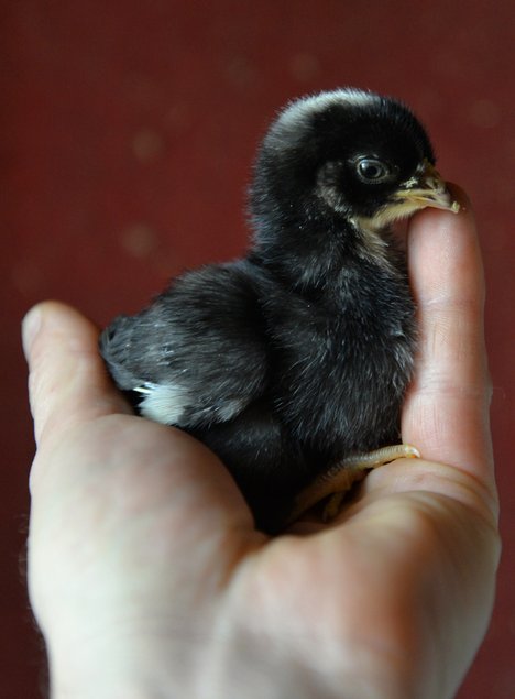 Oeufs fécondés de Coucou de Rennes (pure race) 🪶 5+1 gratuit 🥚