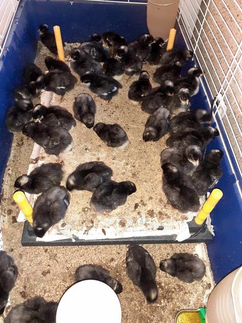 Oeufs fécondés de Coucou de Rennes (pure race) 🪶 5+1 gratuit 🥚