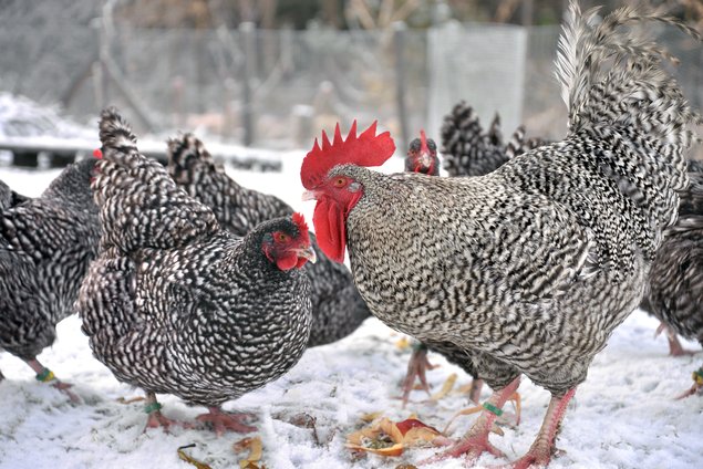 Oeufs fécondés de Coucou de Rennes (pure race) 🪶